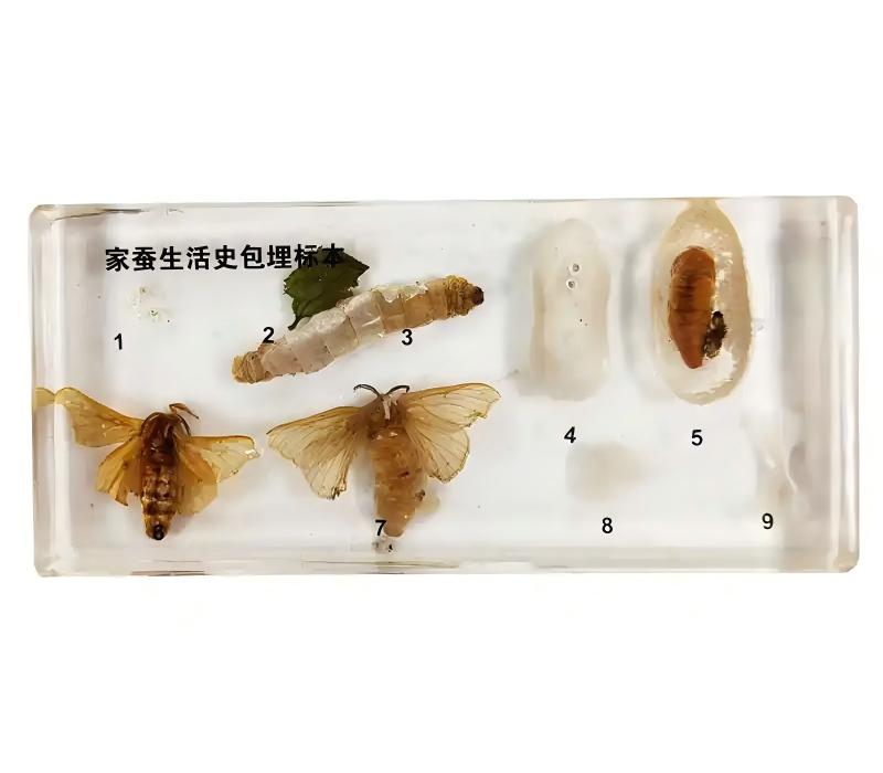 ���漰С�Ͷ���걾