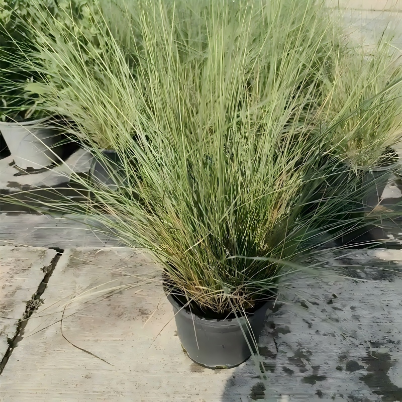 �������Ӳ���